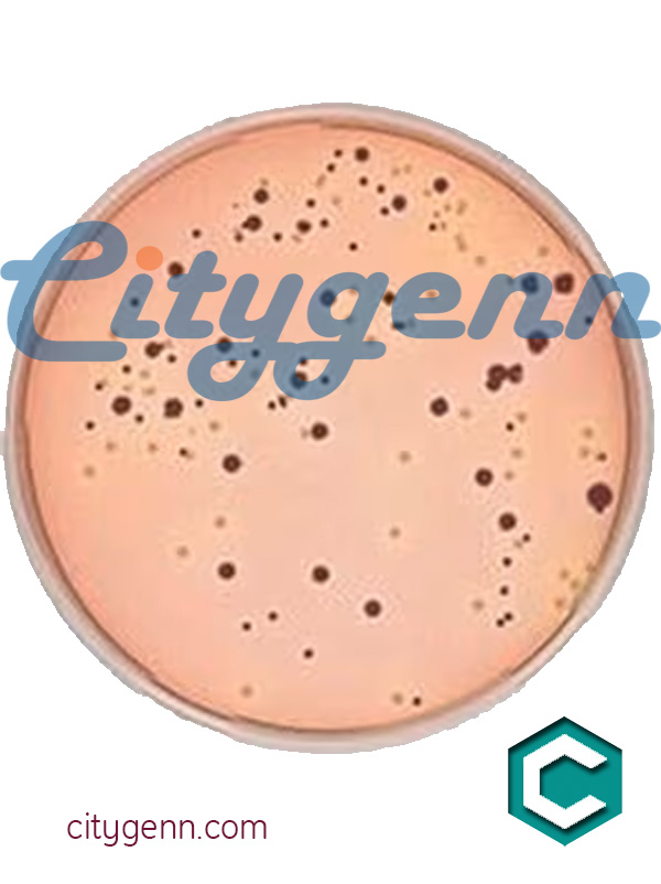 Malt extract Malt extract