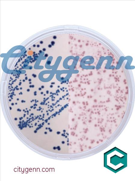 Coliform Coliform